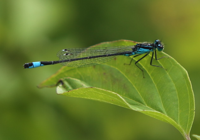 ischnura_elegans_w